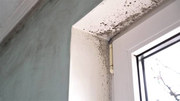 Best Crawl Space Mold Removal  in South Rockwood, MI