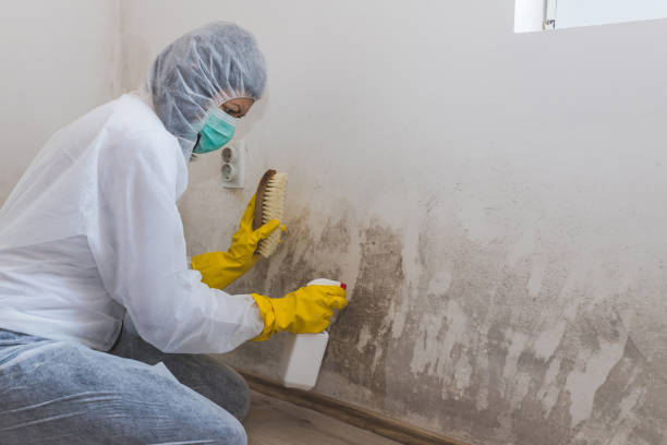 Trusted South Rockwood, MI Mold Removal Experts