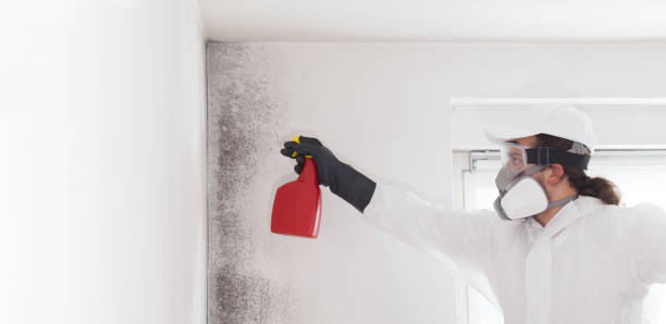 Best Water Damage Restoration  in South Rockwood, MI