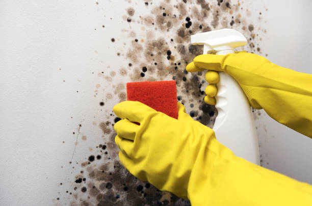 Best Same-Day Mold Removal  in South Rockwood, MI