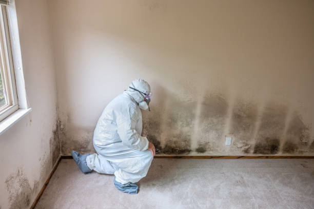 Best Fast Mold Removal  in South Rockwood, MI