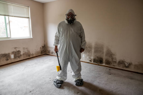 Best Mold Removal Company Near Me  in South Rockwood, MI