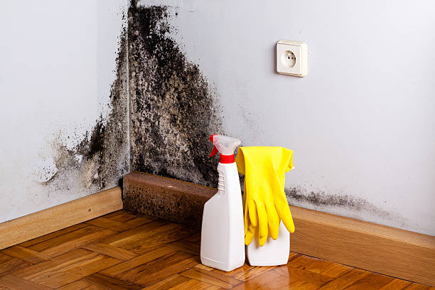 Best Affordable Mold Removal  in South Rockwood, MI