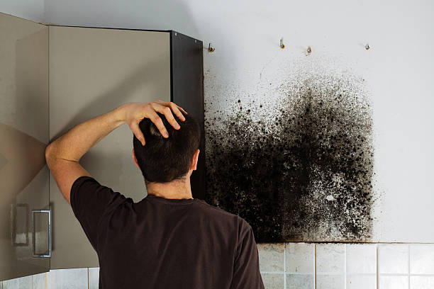 Best Mold Removal Near Me  in South Rockwood, MI