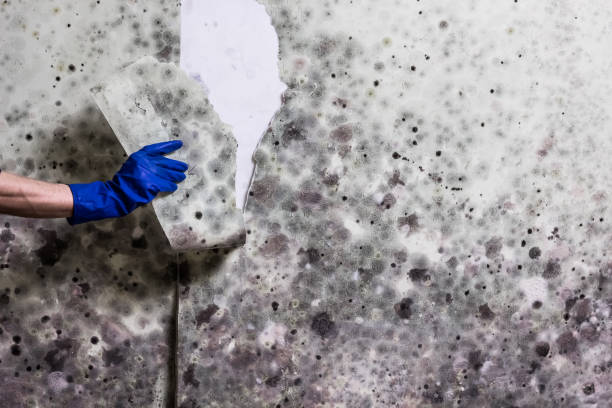 Best Mold Remediation  in South Rockwood, MI