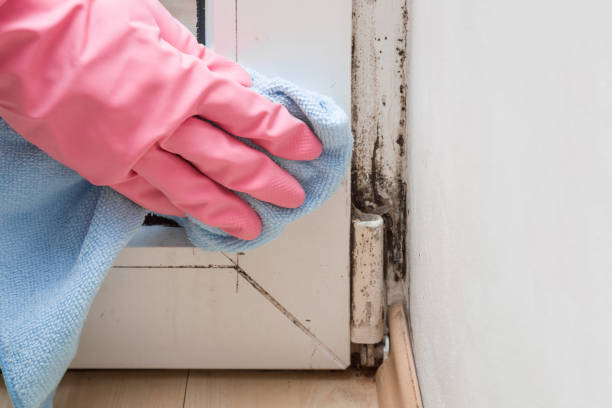 Mold Testing and Removal in South Rockwood, MI